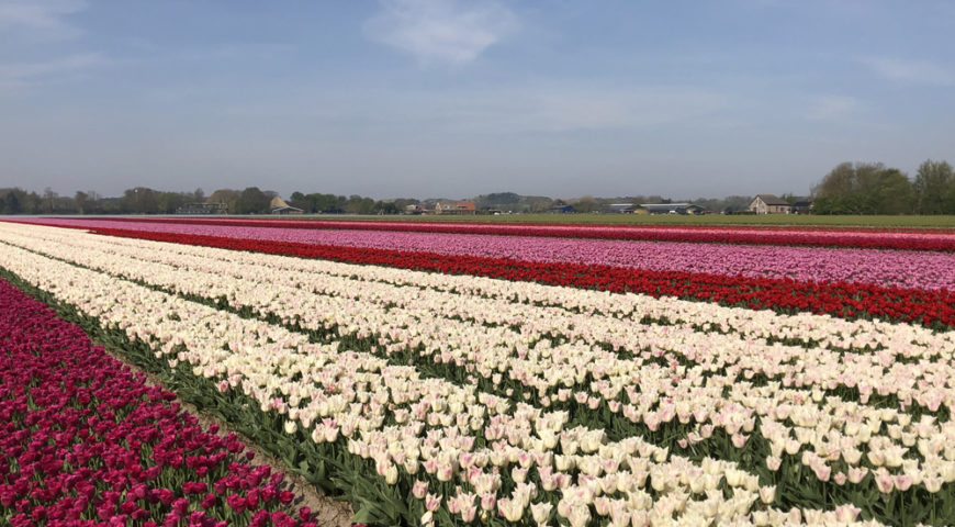Inspirerende bloembollen in Noord-Holland